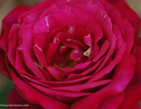 bouquet per lui