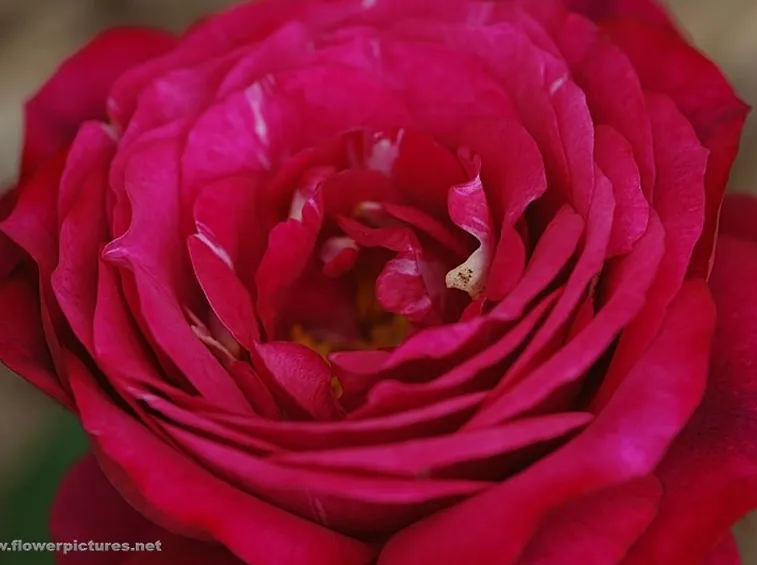 bouquet per lui