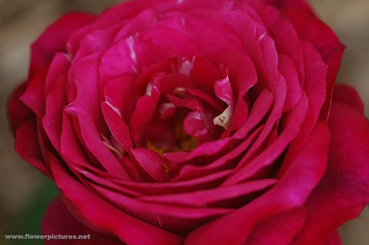bouquet per lui
