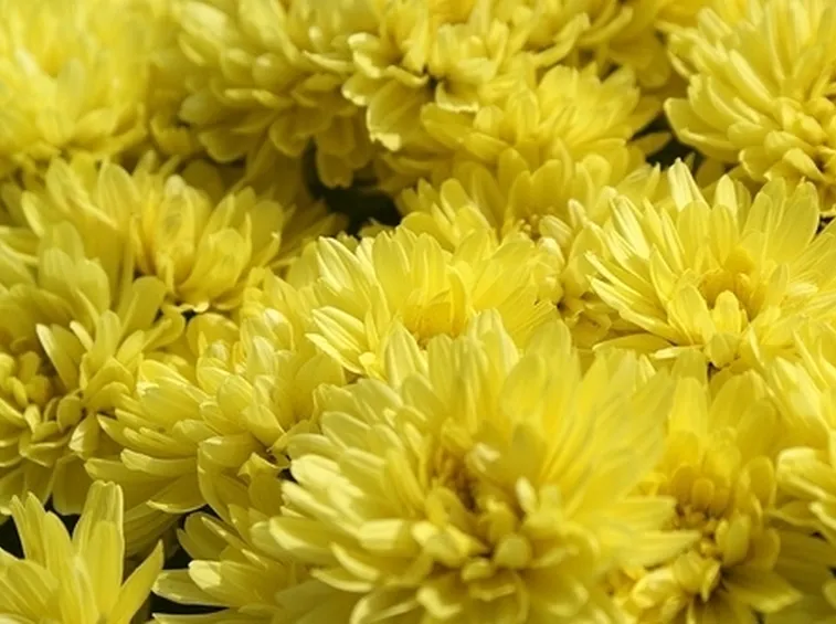 bouquet per lutto-2