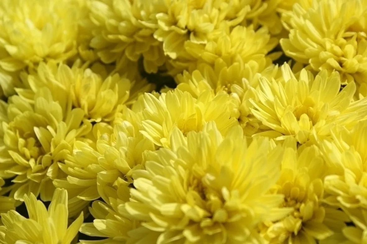 bouquet per lutto-2