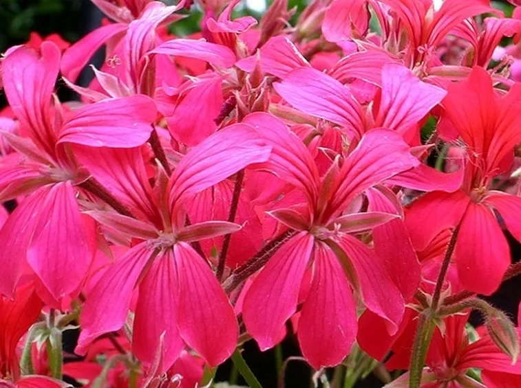 bouquet per lutto-4