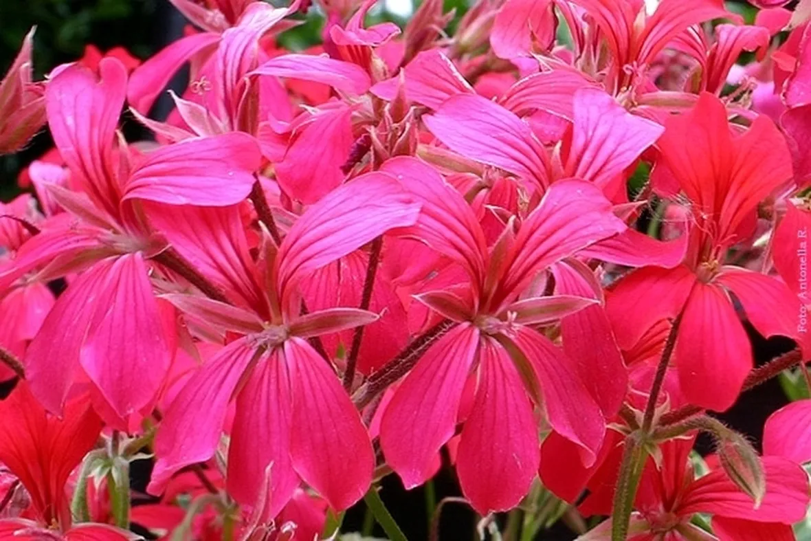 bouquet per lutto-4