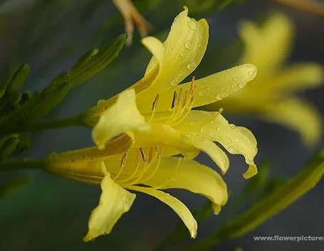 bouquet per lutto-5