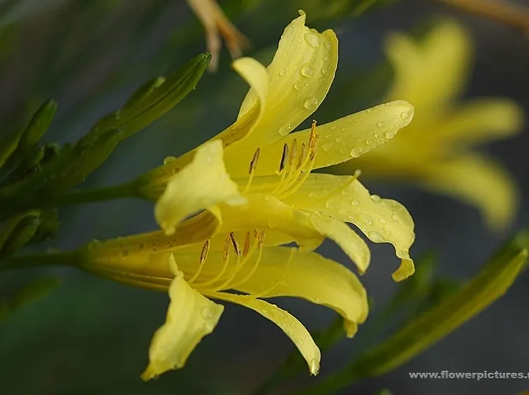 bouquet per lutto-5