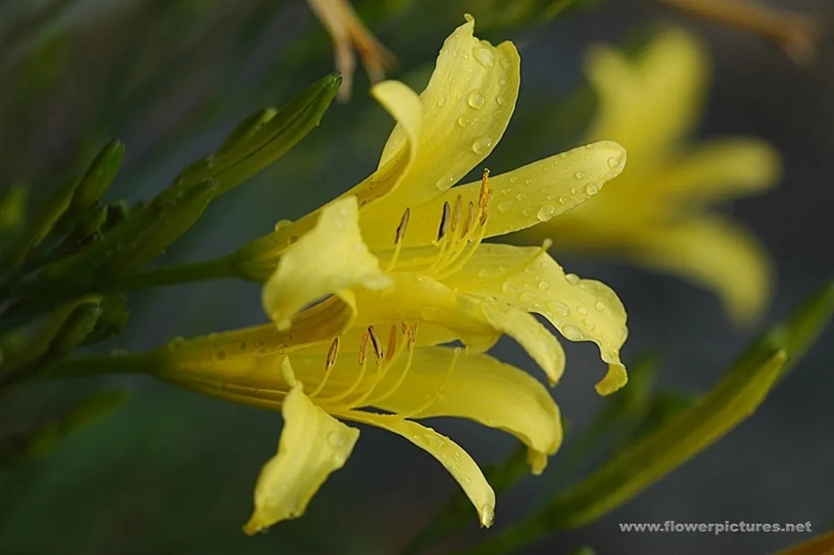 bouquet per lutto-5