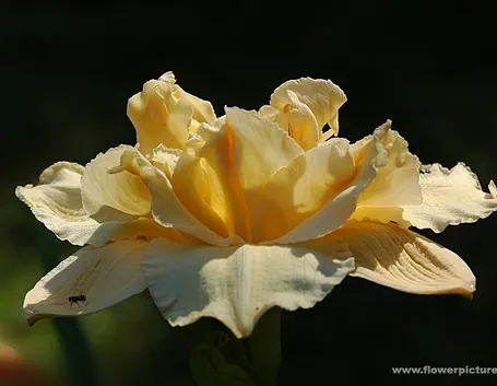bouquet per maggiore et?
