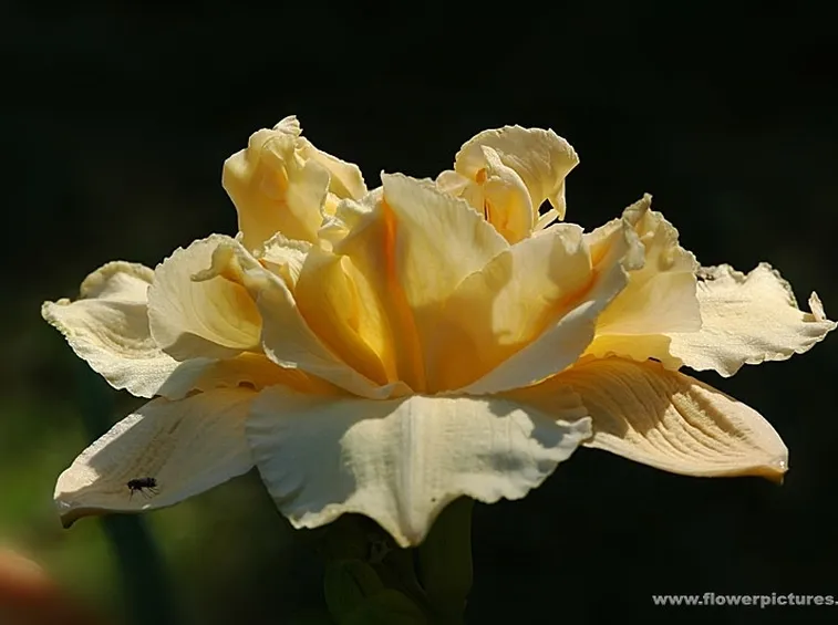 bouquet per maggiore et?