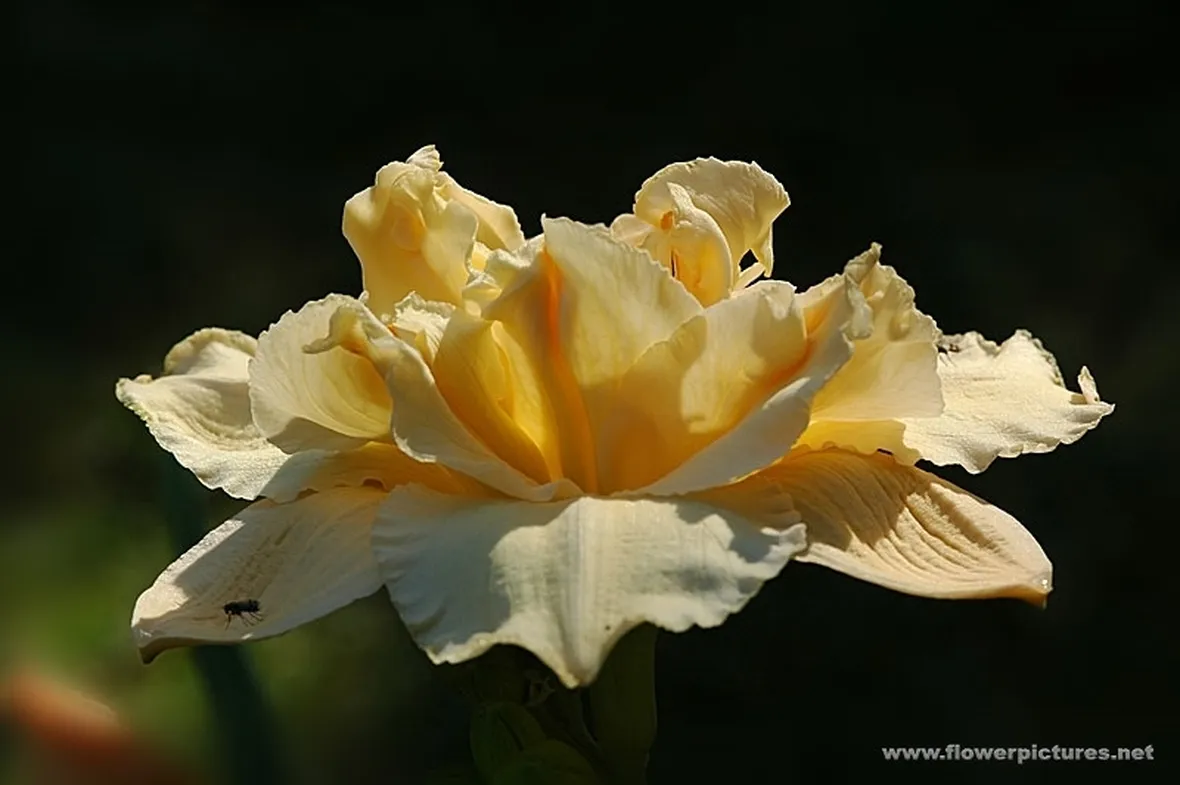 bouquet per maggiore et?