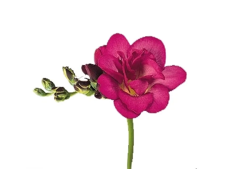 bouquet per matrimonio