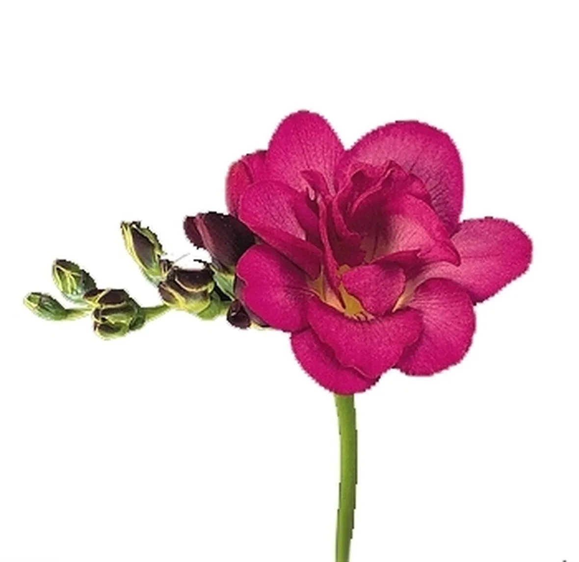 bouquet per matrimonio