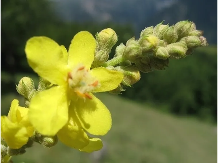 bouquet per nascita