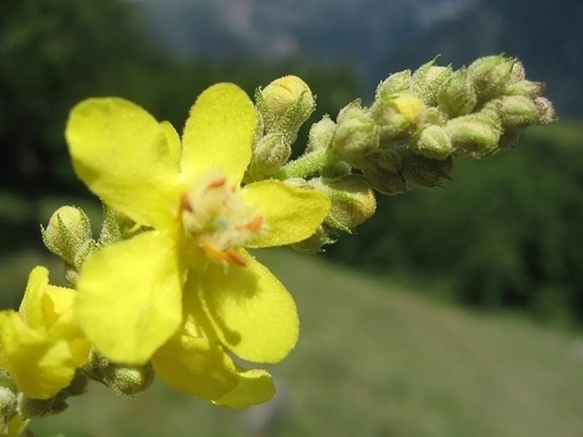 bouquet per nascita