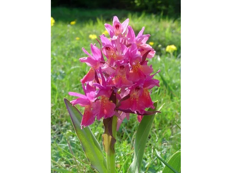 bouquet per nozze argento-oro-1