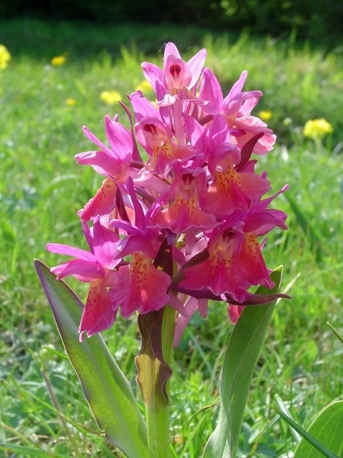 bouquet per nozze argento-oro-1
