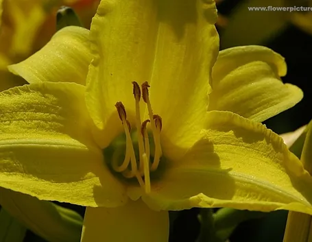 bouquet per nozze argento-oro