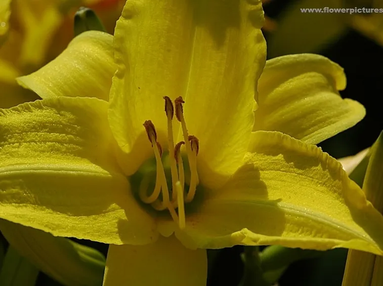 bouquet per nozze argento-oro