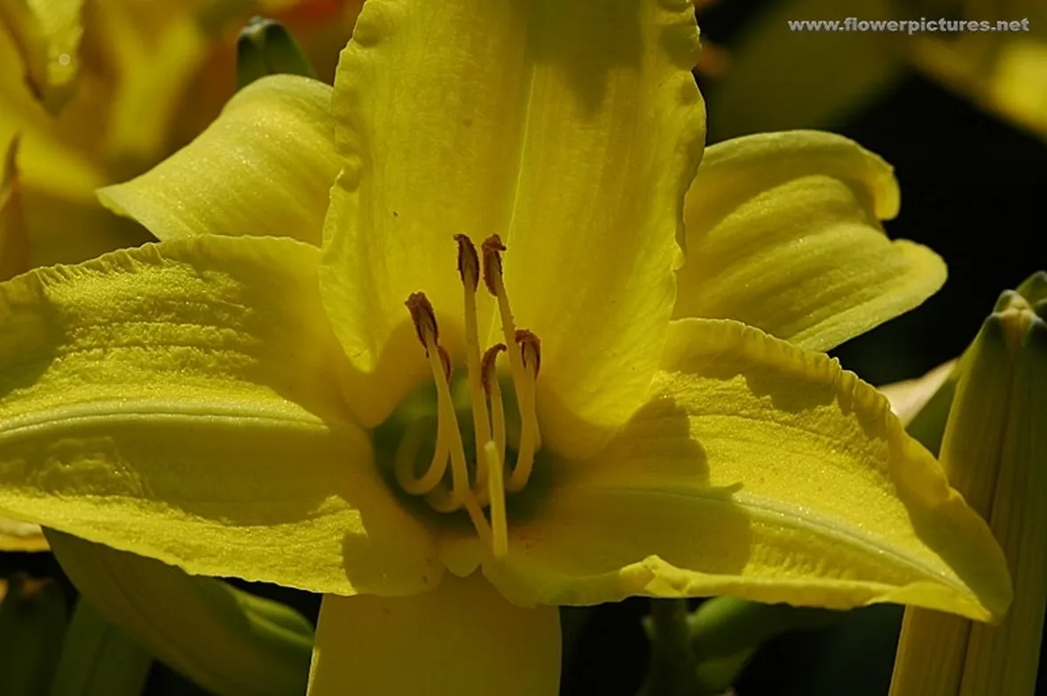 bouquet per nozze argento-oro