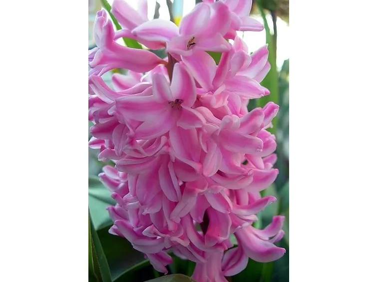 bouquet per ringraziare-5