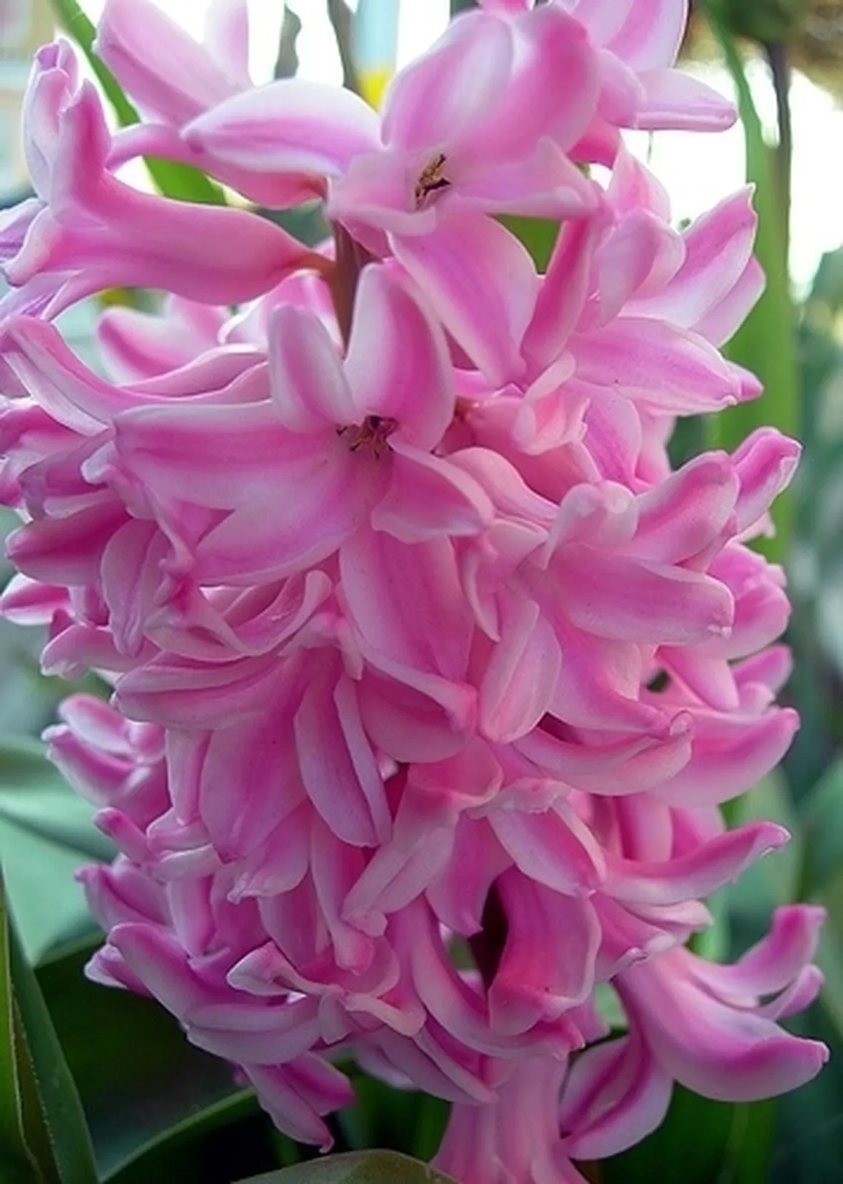 bouquet per ringraziare-5