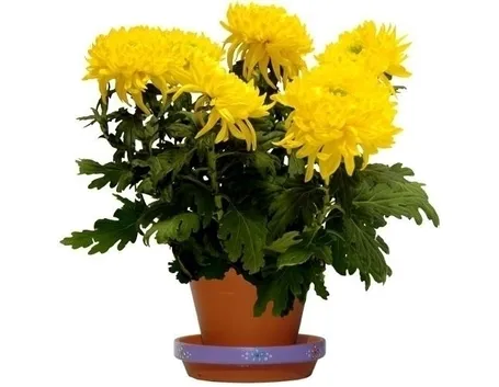 bouquet per tutti i santi-2