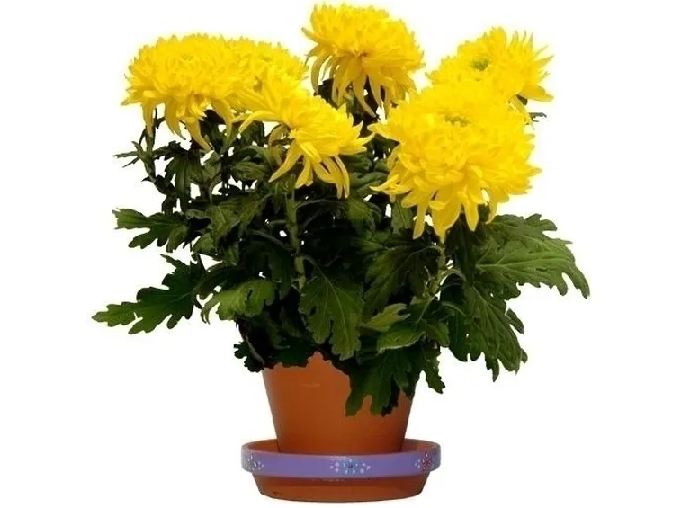 bouquet per tutti i santi-2