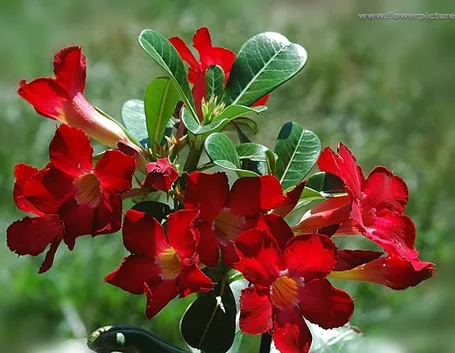 bouquet per tutti i santi-5