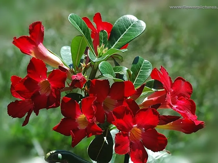 bouquet per tutti i santi-5