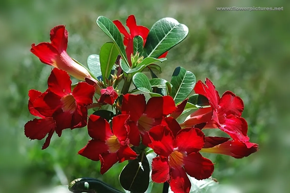 bouquet per tutti i santi-5