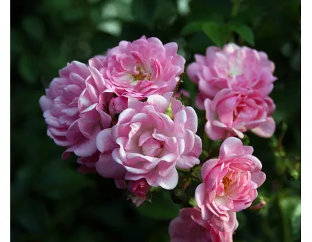 bouquet per tutti i santi