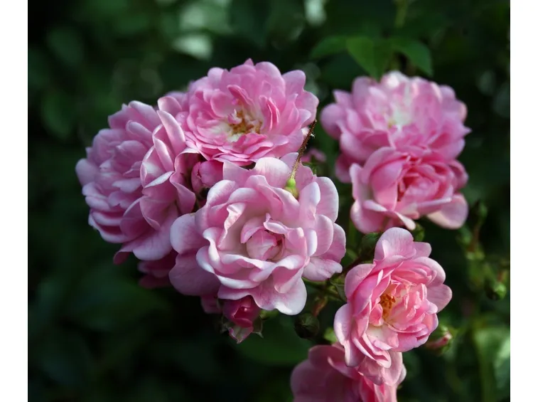 bouquet per tutti i santi