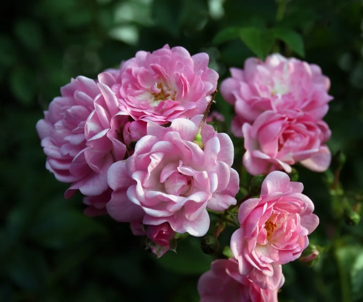 bouquet per tutti i santi