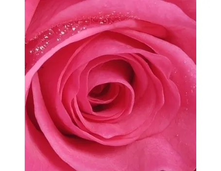 bouquet rosa fiori misti