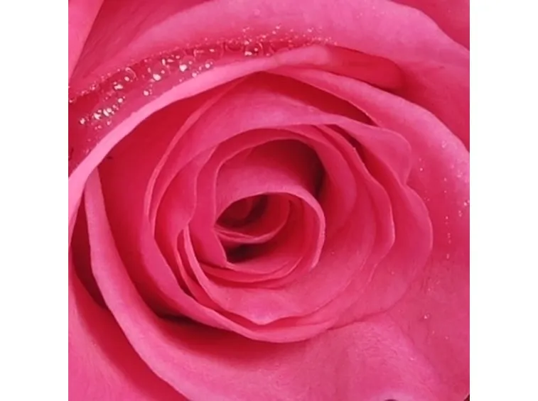 bouquet rosa fiori misti