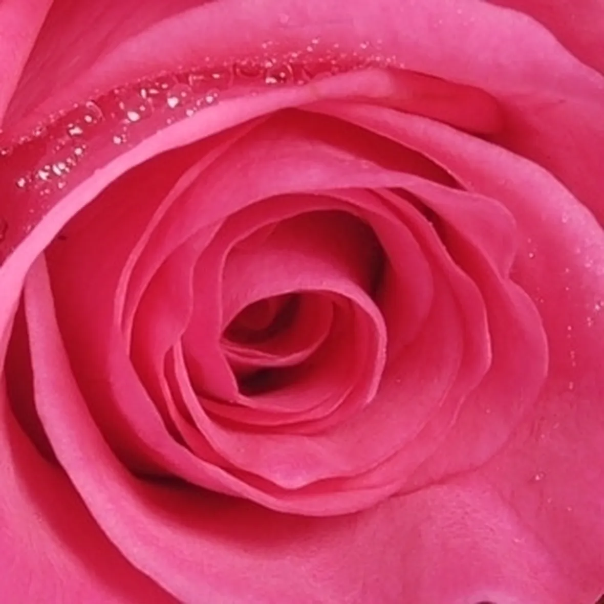 bouquet rosa fiori misti