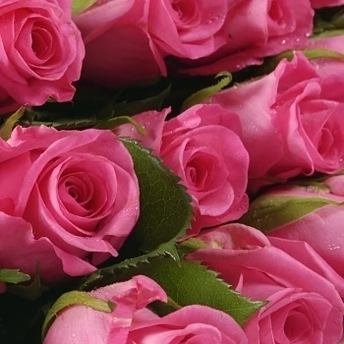 bouquet rosa