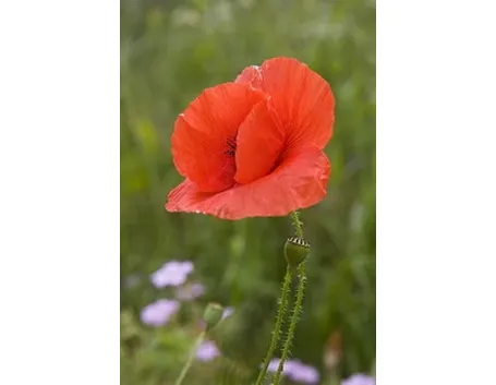Caratteristiche botaniche papavero da oppio