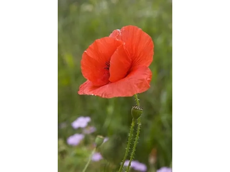 Caratteristiche botaniche papavero da oppio