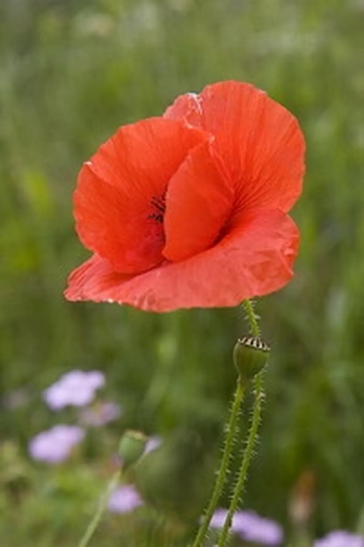 Caratteristiche botaniche papavero da oppio
