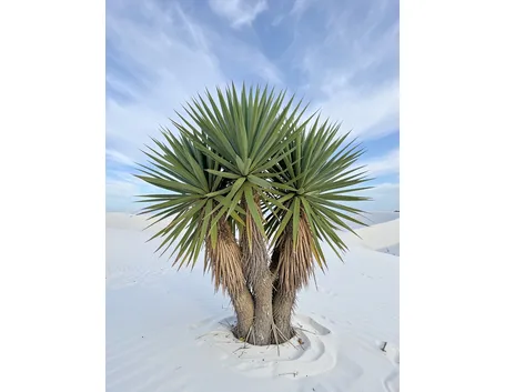 Caratteristiche della pianta di Yucca