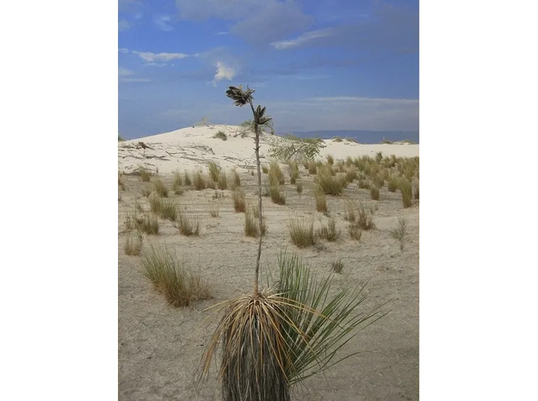 Caratteristiche della pianta di Yucca