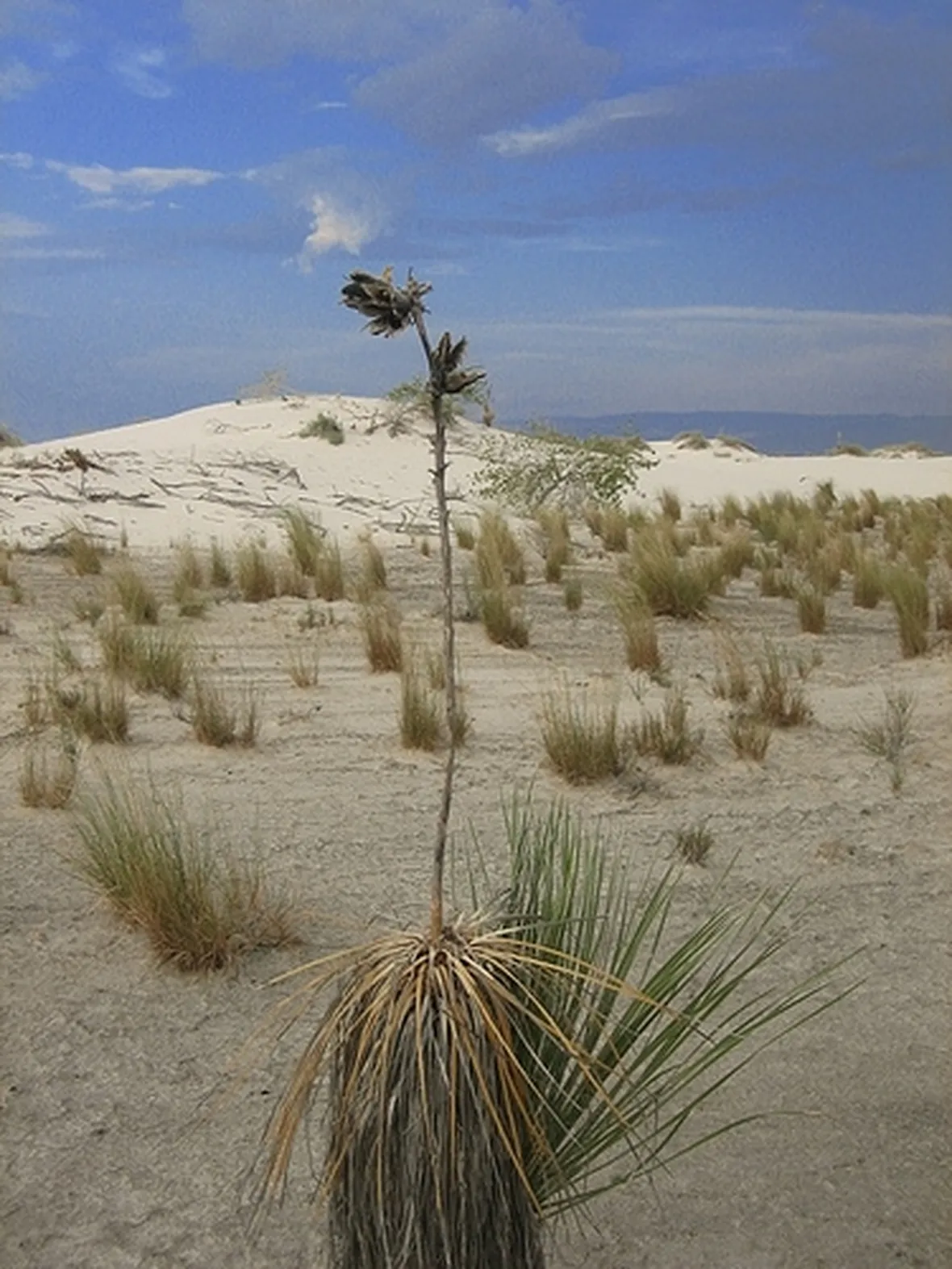 Caratteristiche della pianta di Yucca