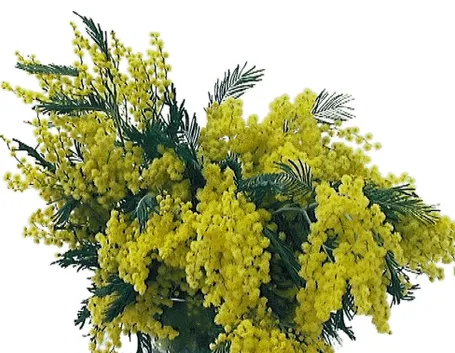 centrotavola di mimosa-4
