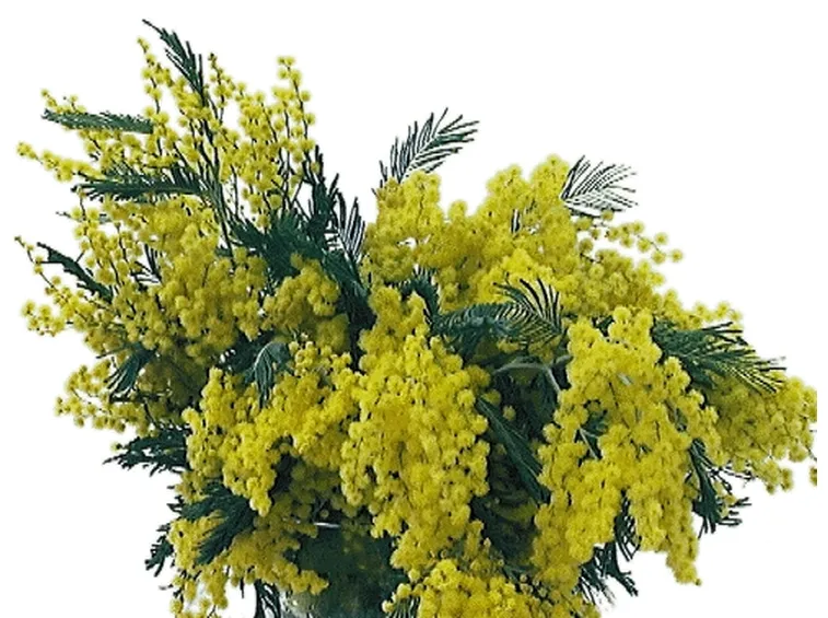 centrotavola di mimosa-4