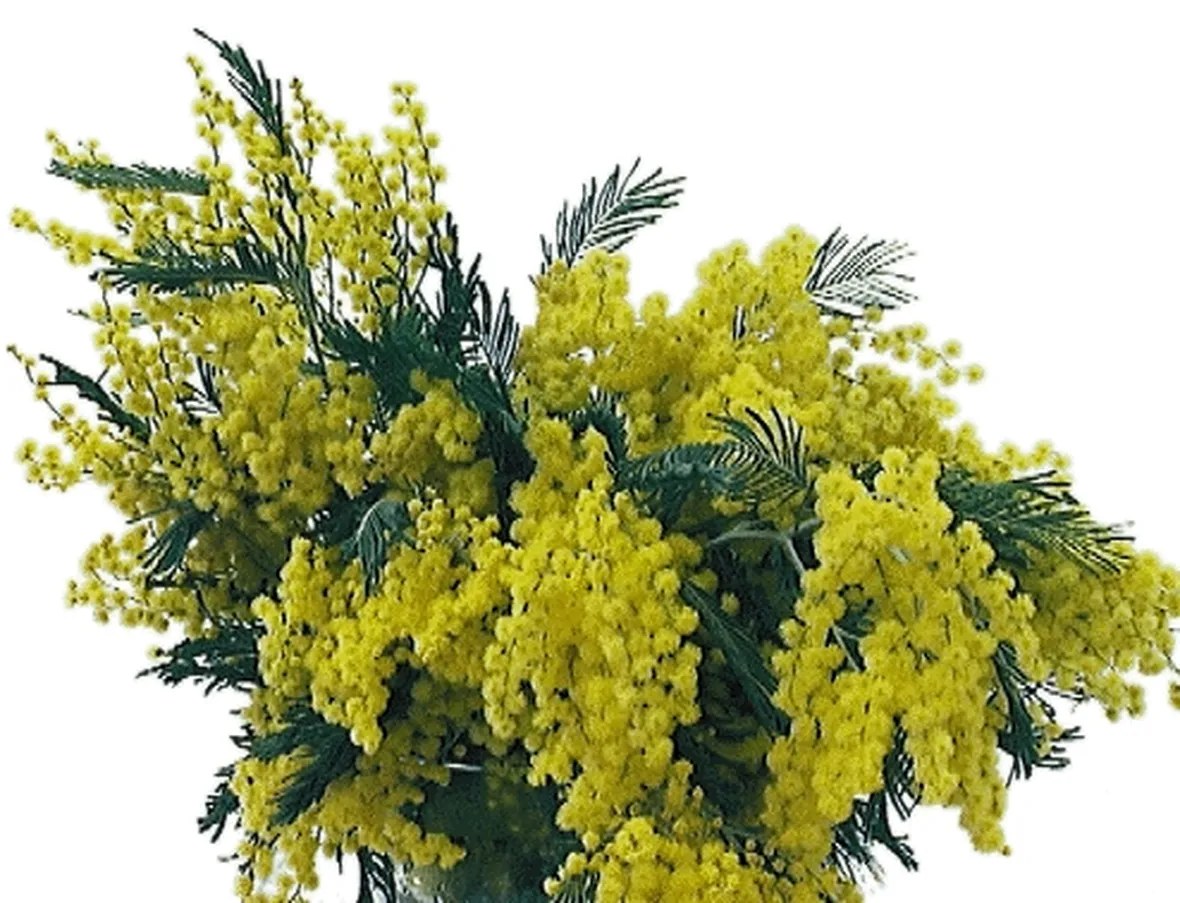 centrotavola di mimosa-4