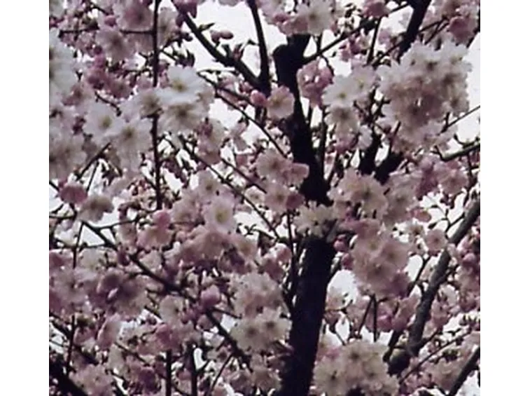 ciliegio in fiore