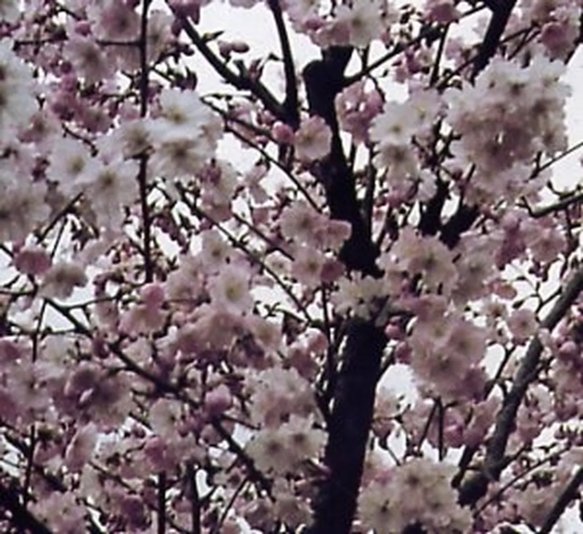 ciliegio in fiore