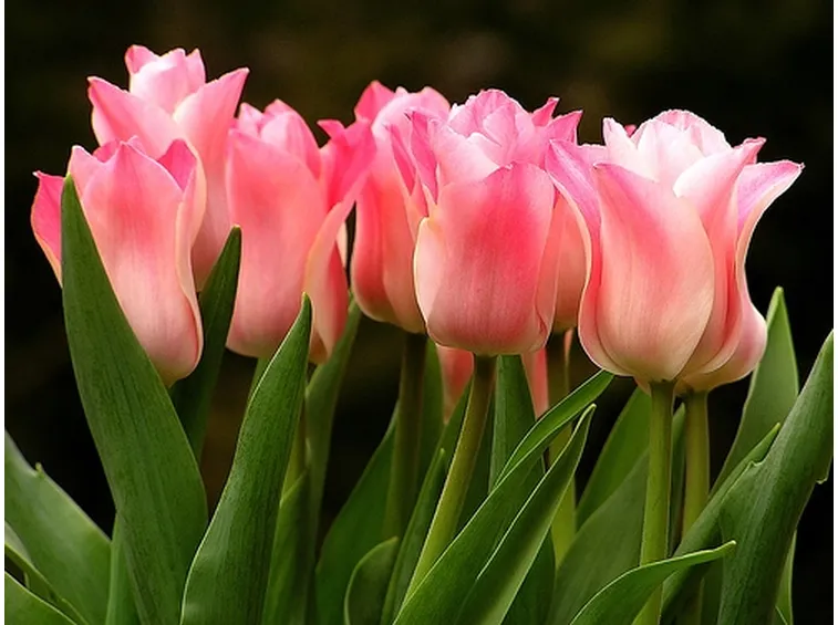 Coltivare i tulipani
