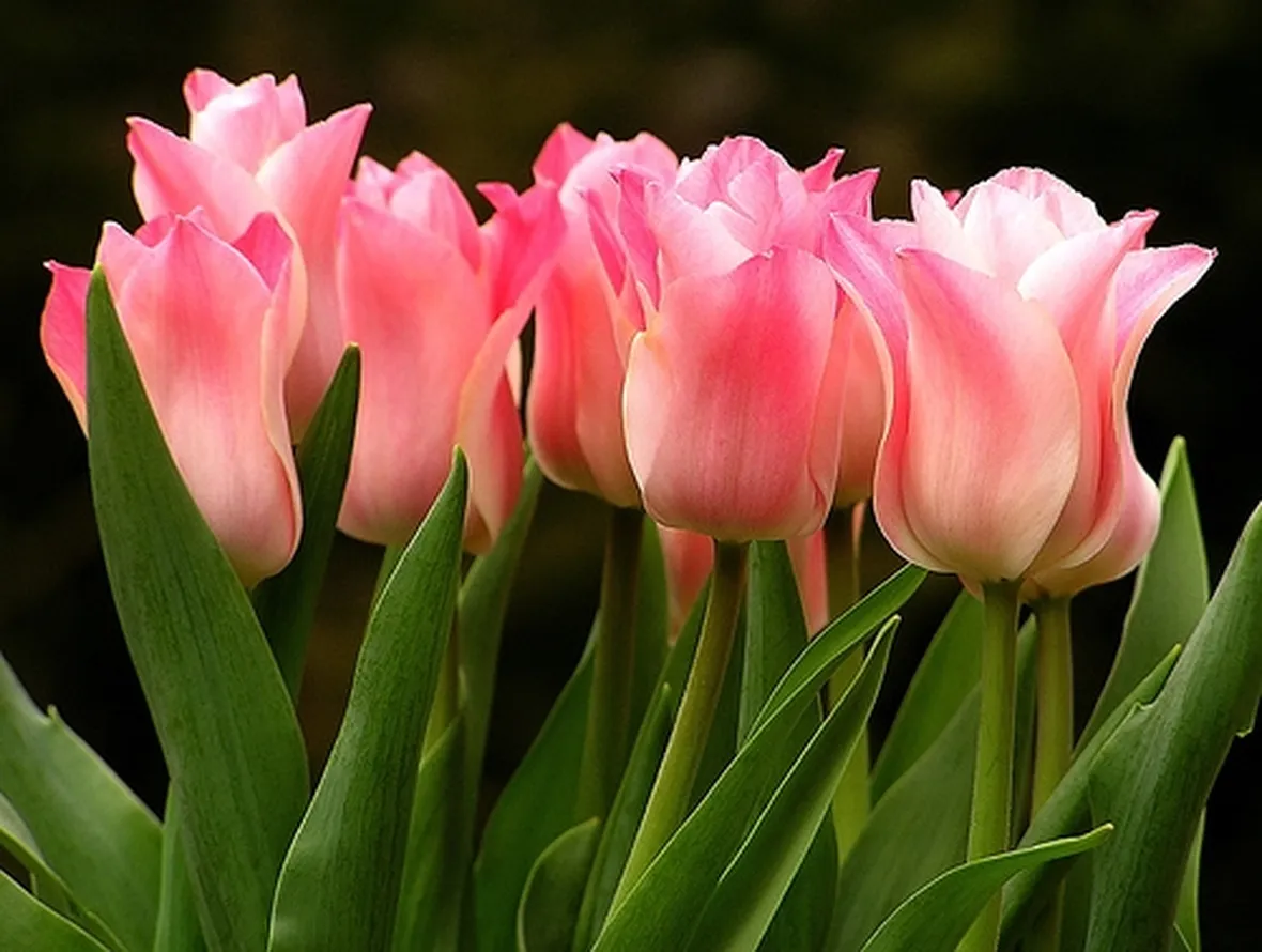 Coltivare i tulipani