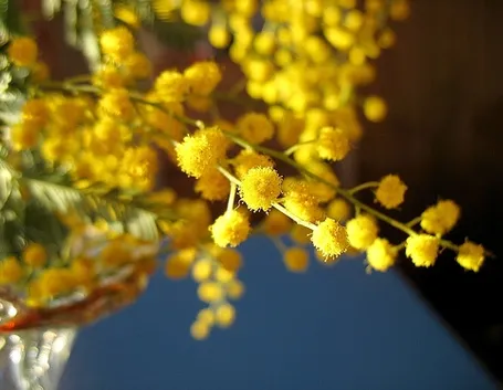 Coltivare la mimosa